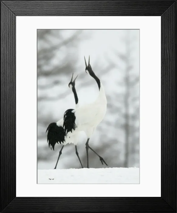 Framed Print : Red-crowned Crane - pair displaying in snow Hokkaido, Japan Framed Print : Red-crowned Crane - pair displaying in snow Hokkaido, Japan
