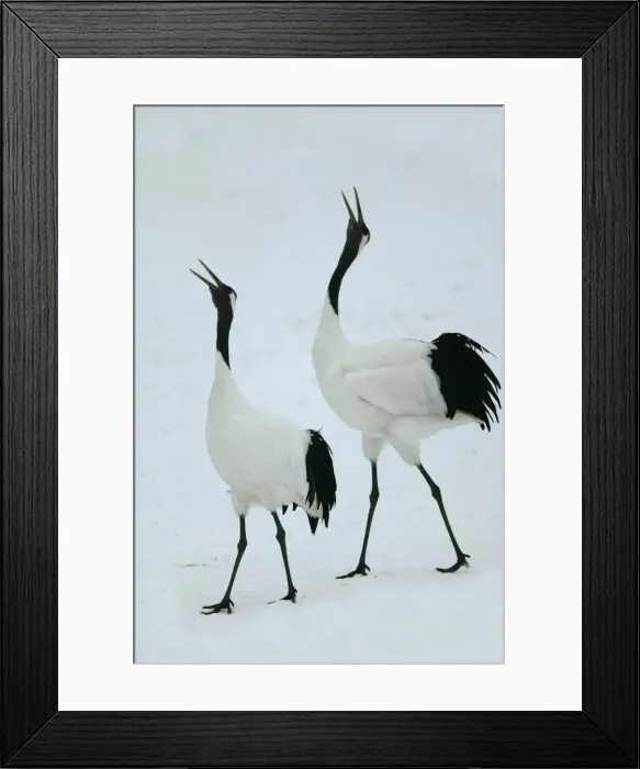 Framed Print : Red-crowned Crane - pair displaying Hokkaido, Japan Framed Print : Red-crowned Crane - pair displaying Hokkaido, Japan