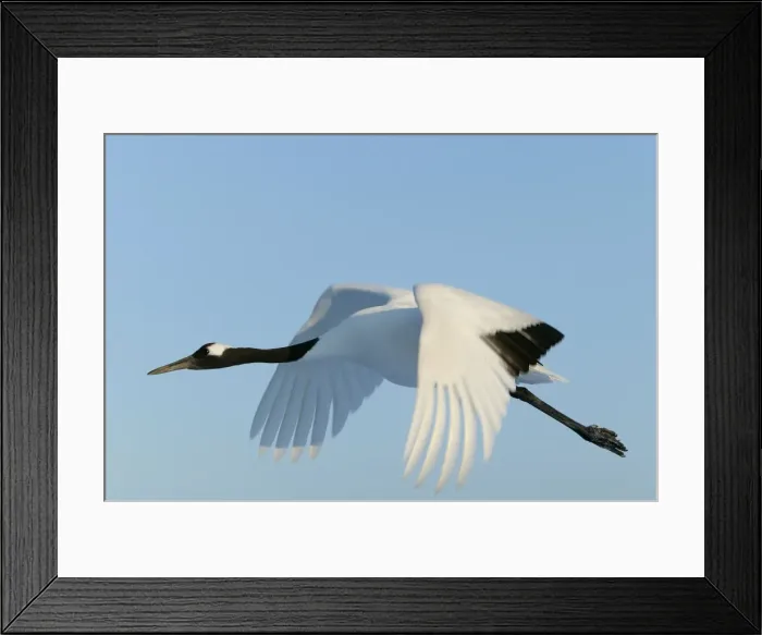 Framed Print : Red-crowned Crane - in flight Hokkaido, Japan Framed Print : Red-crowned Crane - in flight Hokkaido, Japan