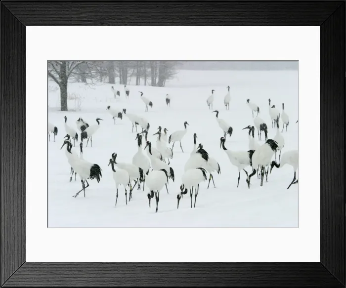 Framed Print : Red-crowned Crane - flock in snow Hokkaido, Japan Framed Print : Red-crowned Crane - flock in snow Hokkaido, Japan