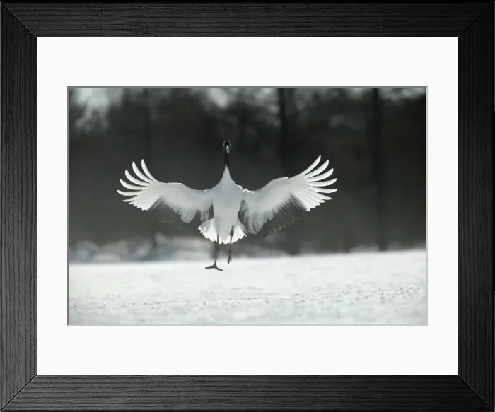 Framed Print : Red-crowned Crane - displaying, wings outstretched Hokkaido, Japan Framed Print : Red-crowned Crane - displaying, wings outstretched Hokkaido, Japan