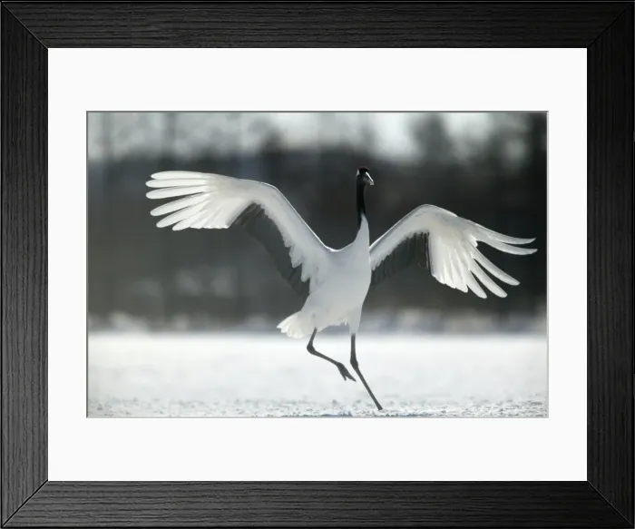 Framed Print : Red-crowned Crane - displaying, wings outstretched Hokkaido, Japan