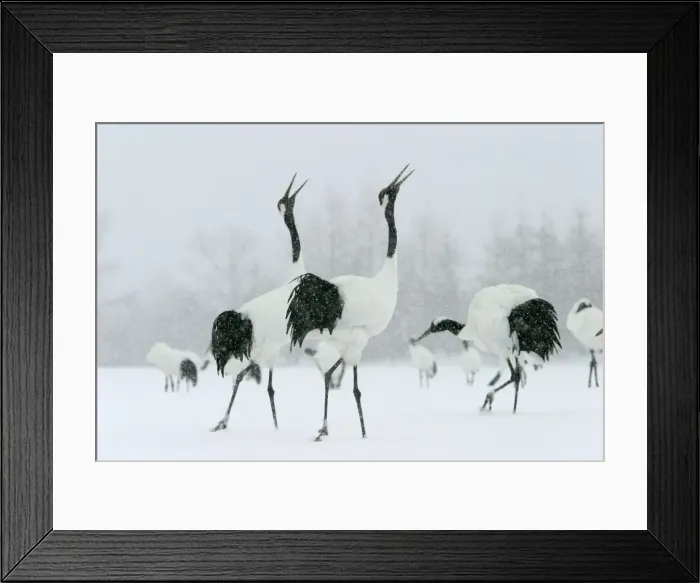 Framed Print : Red-crowned Cranes - displaying Hokkaido, Japan Framed Print : Red-crowned Cranes - displaying Hokkaido, Japan