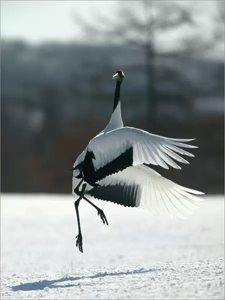 Red-crowned Crane - displaying, jumping with wings outstretched Hokkaido, Japan