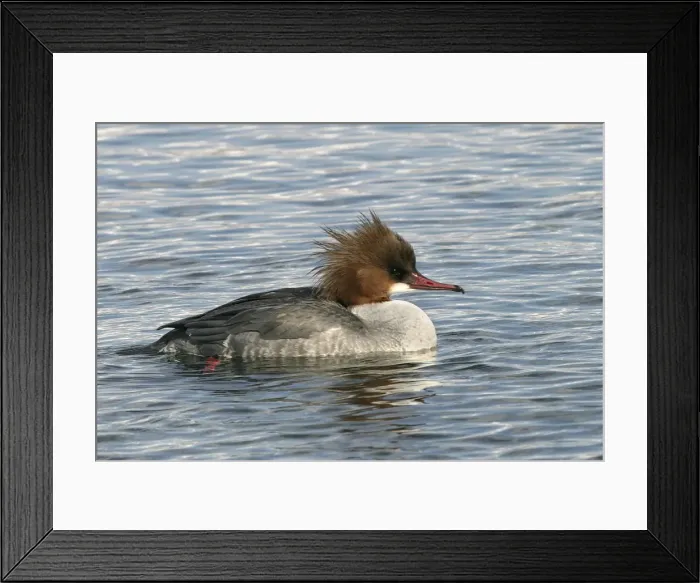 Framed Print : Goosander - in water, female Hokkaido. Japan Framed Print : Goosander - in water, female Hokkaido. Japan
