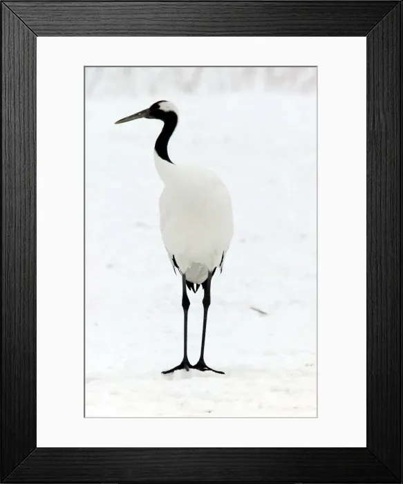 Framed Print : Red-crowned Crane Hokkaido, Japan Framed Print : Red-crowned Crane Hokkaido, Japan