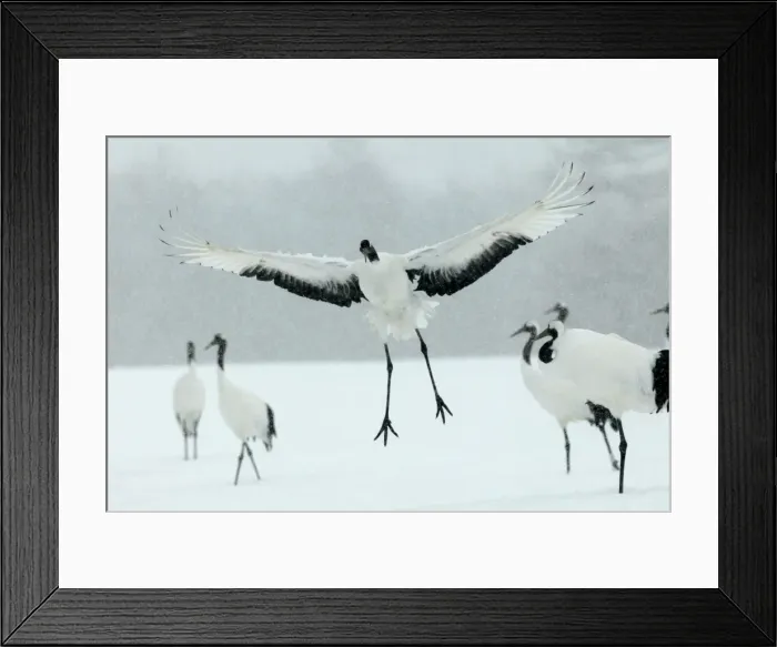 Framed Print : Red-crowned Crane - displaying Hokkaido, Japan Framed Print : Red-crowned Crane - displaying Hokkaido, Japan