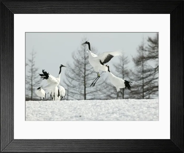 Framed Print : Red-crowned Cranes - displaying Hokkaido, Japan Framed Print : Red-crowned Cranes - displaying Hokkaido, Japan