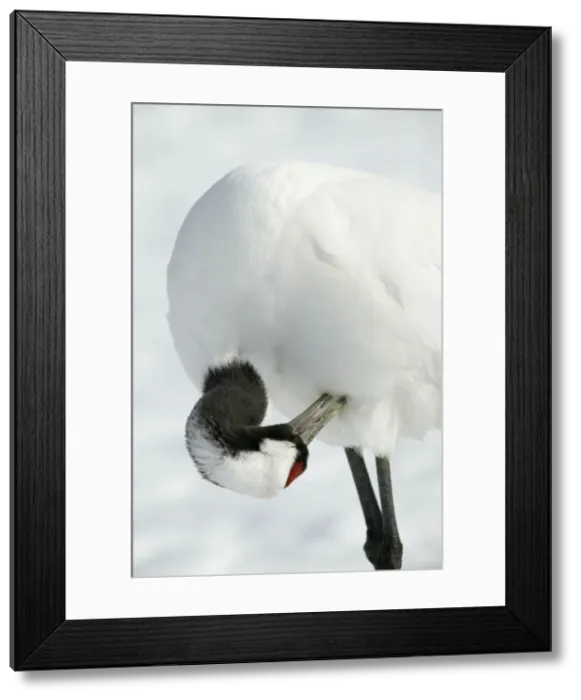 Framed Print : Red-crowned Crane - preening Hokkaido, Japan Framed Print : Red-crowned Crane - preening Hokkaido, Japan