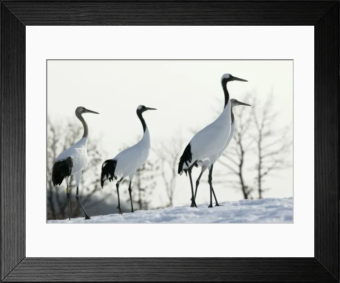 Framed Print : Red-crowned Crane - group Hokkaido, Japan Framed Print : Red-crowned Crane - group Hokkaido, Japan