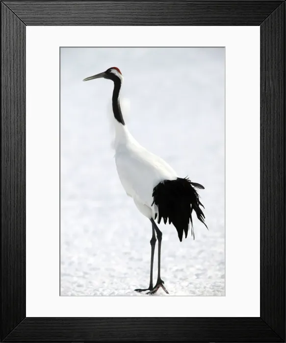 Framed Print : Red-crowned Crane Hokkaido, Japan Framed Print : Red-crowned Crane Hokkaido, Japan