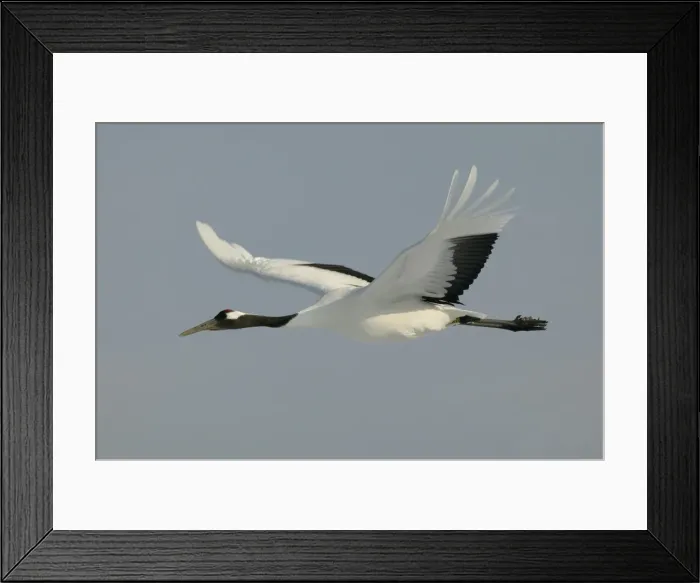 Framed Print : Red-crowned Crane - in flight Hokkaido, Japan Framed Print : Red-crowned Crane - in flight Hokkaido, Japan
