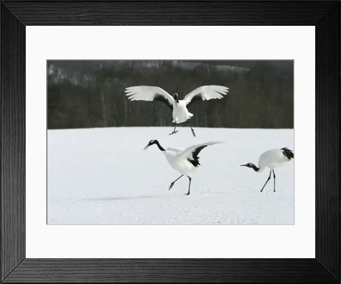Framed Print : Red-crowned Cranes Hokkaido, Japan Framed Print : Red-crowned Cranes Hokkaido, Japan
