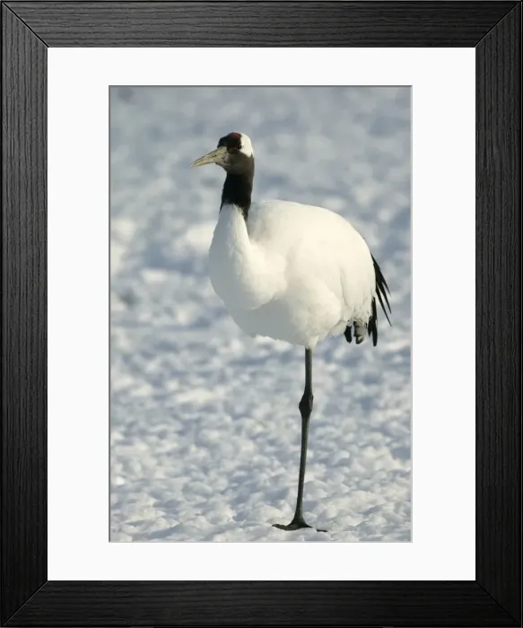 Framed Print : Red-crowned Crane Hokkaido, Japan