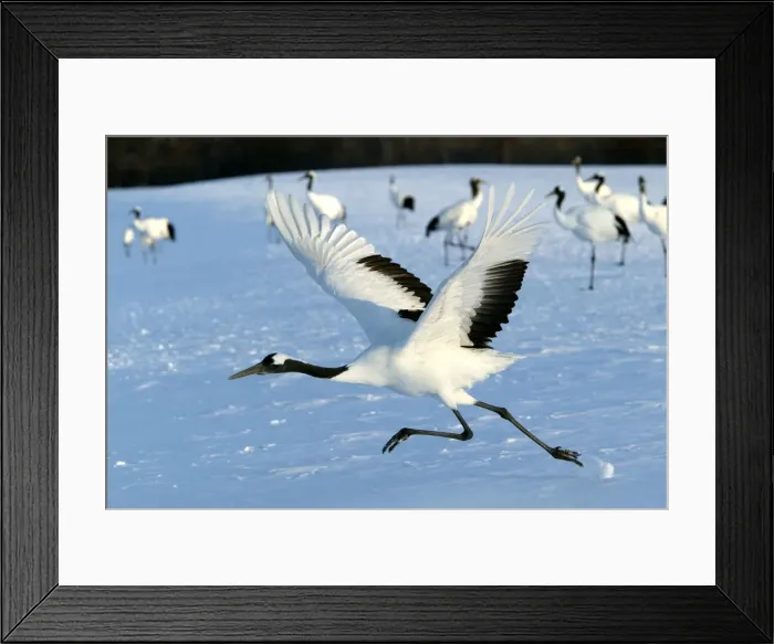 Framed Print : Red-crowned Crane - taking off Hokkaido, Japan Framed Print : Red-crowned Crane - taking off Hokkaido, Japan