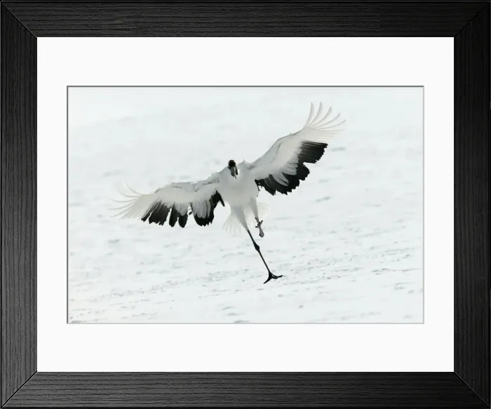 Framed Print : Red-crowned Crane - displaying Hokkaido, Japan Framed Print : Red-crowned Crane - displaying Hokkaido, Japan