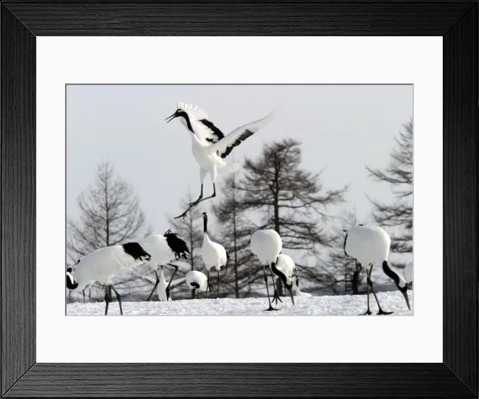 Framed Print : Red-crowned Crane - displaying Hokkaido, Japan Framed Print : Red-crowned Crane - displaying Hokkaido, Japan