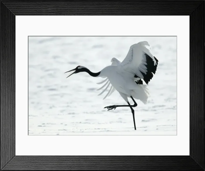 Framed Print : Red-crowned Crane - displaying Hokkaido, Japan Framed Print : Red-crowned Crane - displaying Hokkaido, Japan