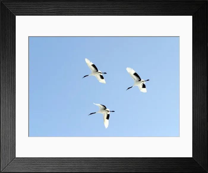 Framed Print : Red-crowned Crane - three in flight Hokkaido, Japan Framed Print : Red-crowned Crane - three in flight Hokkaido, Japan