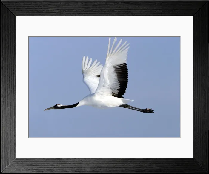 Framed Print : Red-crowned Crane - in flight Hokkaido, Japan Framed Print : Red-crowned Crane - in flight Hokkaido, Japan