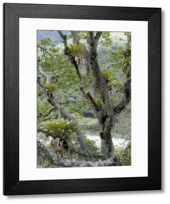 Framed Print : Bromeliads - Tillandsia fendleri and osneides (looks like a beard) Merida area. Andes. Venezuela Framed Print : Bromeliads - Tillandsia fendleri and osneides (looks like a beard) Merida area. Andes. Venezuela