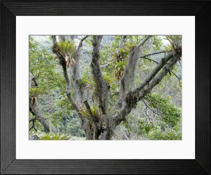 Framed Print : Bromeliads - Tillandsia fendleri and osneides (looks like a beard) Merida area, Andes, Venezuela Fam: Bromeliacee Framed Print : Bromeliads - Tillandsia fendleri and osneides (looks like a beard) Merida area, Andes, Venezuela Fam: Bromeliacee
