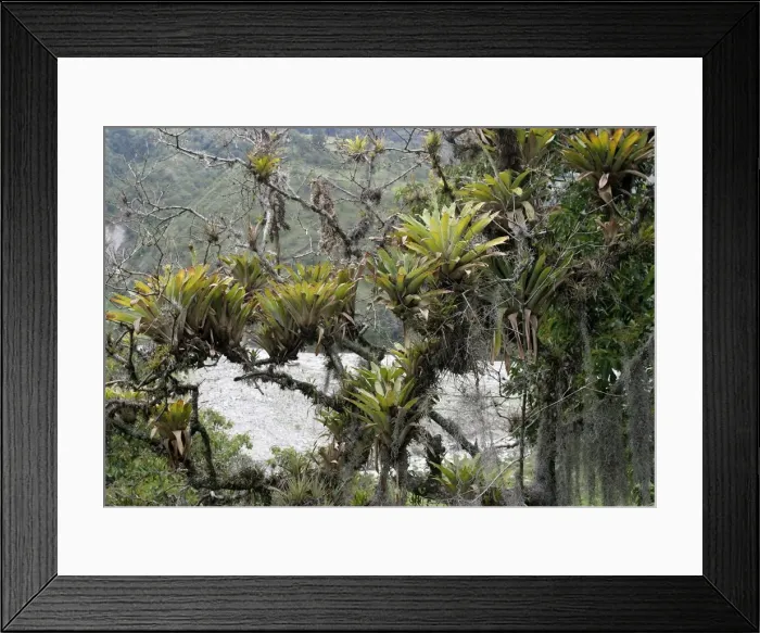 Framed Print : Bomeliads - Tillandsia fendleri and osneides (looks like a beard) Merida area, Andes, Venezuela Fam: Bromeliacee Framed Print : Bomeliads - Tillandsia fendleri and osneides (looks like a beard) Merida area, Andes, Venezuela Fam: Bromeliacee