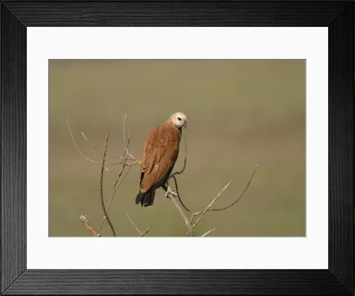 Framed Print : Black-Collared Hawk Venezuela Framed Print : Black-Collared Hawk Venezuela