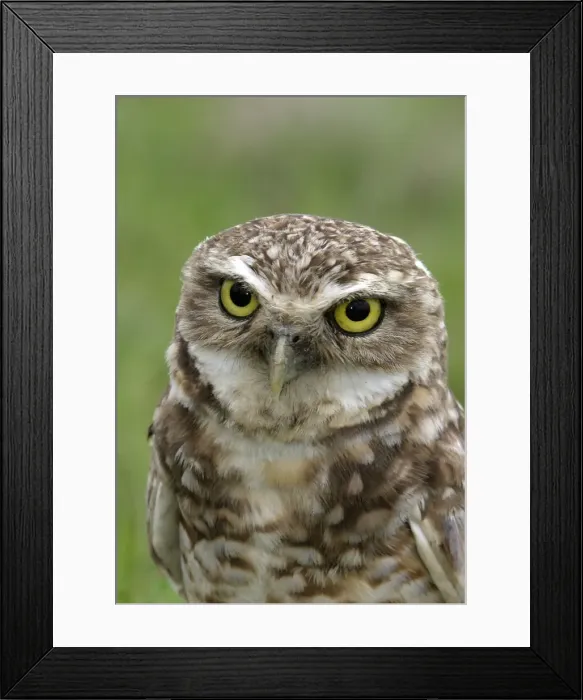 Framed Print : Burrowing Owl Llanos, Venezuela Speotyto cunicularis Framed Print : Burrowing Owl Llanos, Venezuela Speotyto cunicularis