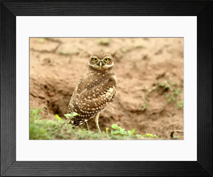Framed Print : Burrowing Owl Llanos, Venezuela Framed Print : Burrowing Owl Llanos, Venezuela
