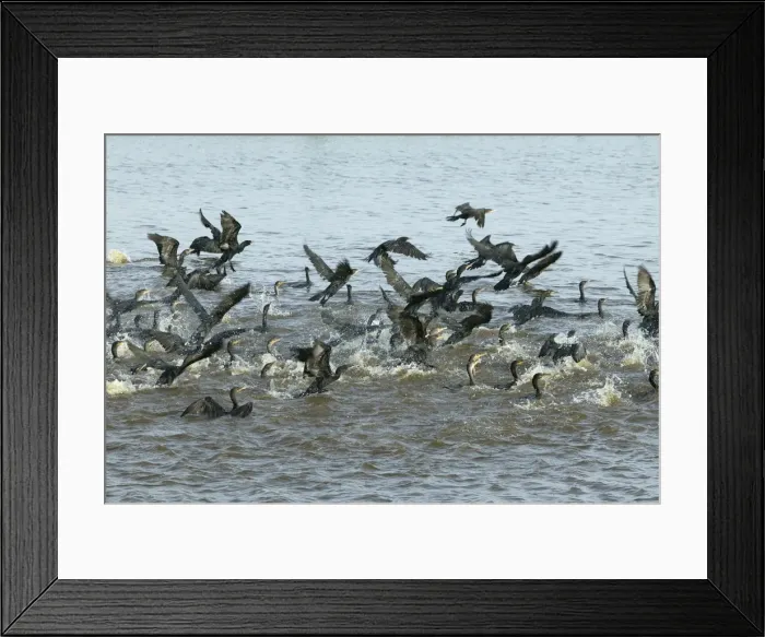Framed Print : Olivaceus Cormorant - fishing in group llanos, Venezuela Phalacrocorax olivaceus Framed Print : Olivaceus Cormorant - fishing in group llanos, Venezuela Phalacrocorax olivaceus