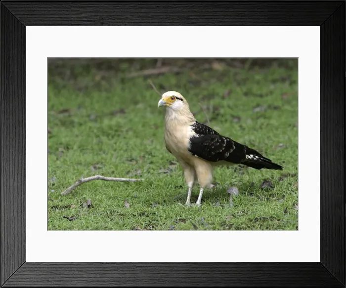 Framed Print : Yellow-Headed Caracara Llannos, Venezuela Framed Print : Yellow-Headed Caracara Llannos, Venezuela