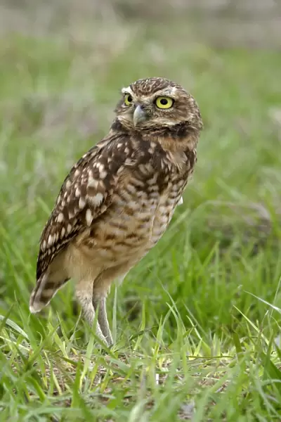 Burrowing Owl in the Llanos, Venezuela
