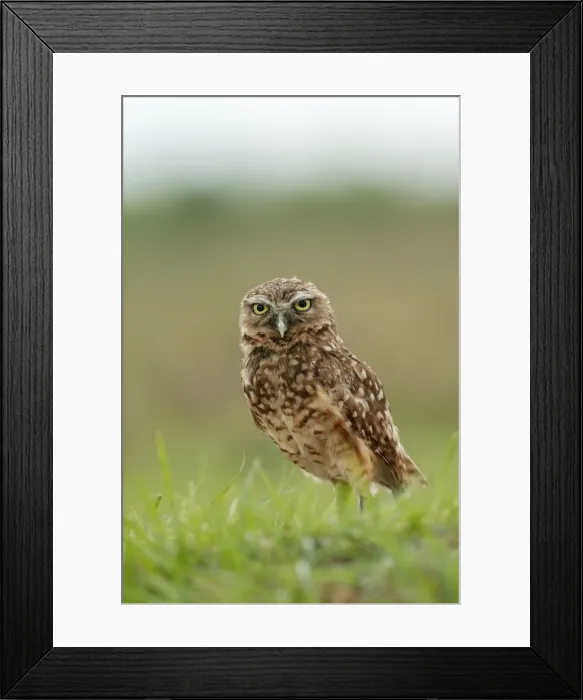 Framed Print : Burrowing Owl Llanos, Venezuela Framed Print : Burrowing Owl Llanos, Venezuela