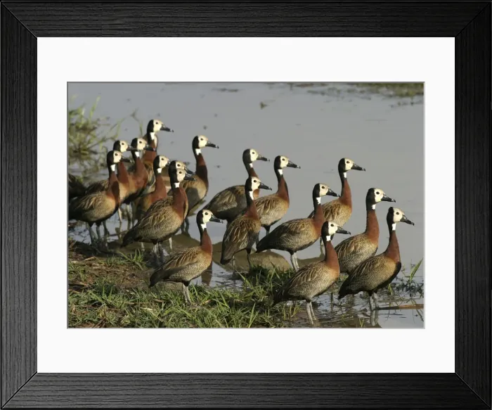 Framed Print : White-faced Whistling Duck in the llanos Hato El Cedral, Venezuela Framed Print : White-faced Whistling Duck in the llanos Hato El Cedral, Venezuela
