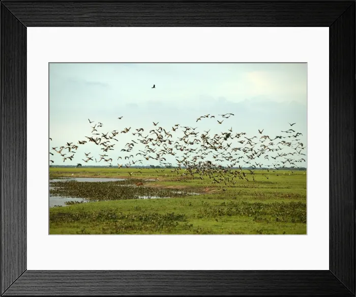Framed Print : White-faced Whistling Duck in the llanos. Hato El Cedral, Venezuela Framed Print : White-faced Whistling Duck in the llanos. Hato El Cedral, Venezuela