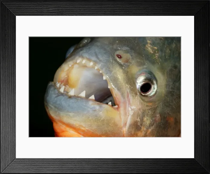 Framed Print : Red-bellied Piranha - close-up of teeth Llanos, Venezuela Framed Print : Red-bellied Piranha - close-up of teeth Llanos, Venezuela