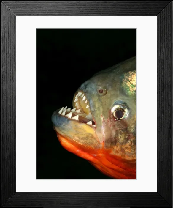 Framed Print : Red-bellied Piranha - close-up of teeth Llanos, Venezuela Framed Print : Red-bellied Piranha - close-up of teeth Llanos, Venezuela