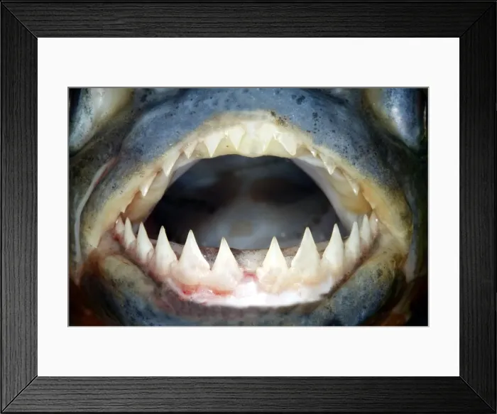 Framed Print : Red-bellied Piranha - close-up of teeth Llanos, Venezuela Framed Print : Red-bellied Piranha - close-up of teeth Llanos, Venezuela