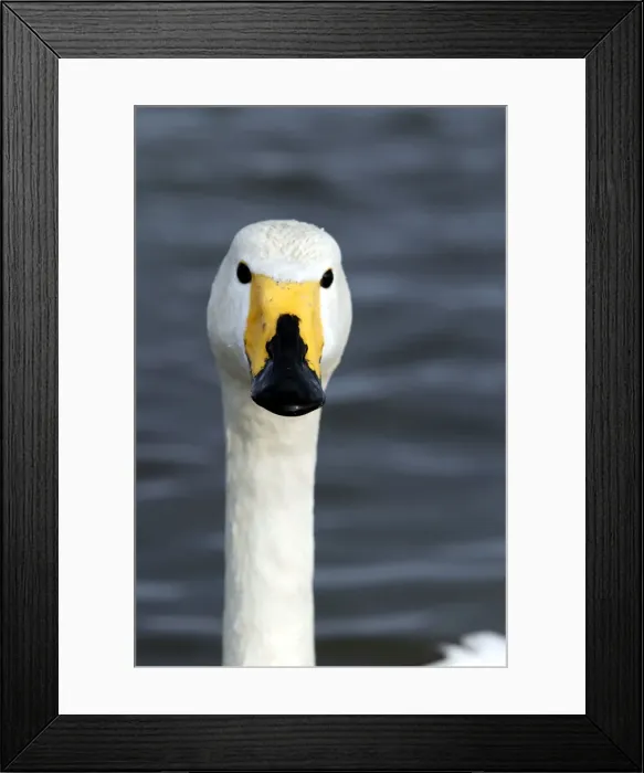Framed Print : Whooper Swan Lake Kushiro, Hokkaido, Japan Framed Print : Whooper Swan Lake Kushiro, Hokkaido, Japan