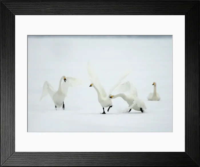 Framed Print : Whooper Swan Lake Kushiro, Hokkaido, Japan Framed Print : Whooper Swan Lake Kushiro, Hokkaido, Japan