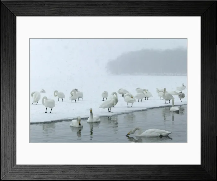 Framed Print : Whooper Swan Lake Kushiro, Hokkaido, Japan