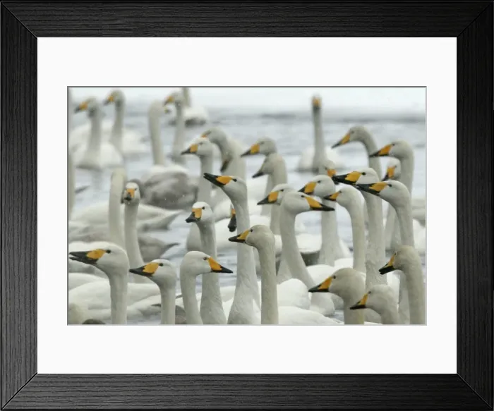 Framed Print : Whooper Swan - group Lake Kushiro, Hokkaido, Japan Framed Print : Whooper Swan - group Lake Kushiro, Hokkaido, Japan