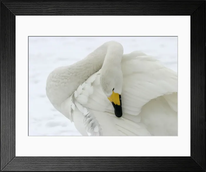 Framed Print : Whooper Swan - Washing with oil gland Lake Kushiro, Hokkaido, Japan Framed Print : Whooper Swan - Washing with oil gland Lake Kushiro, Hokkaido, Japan