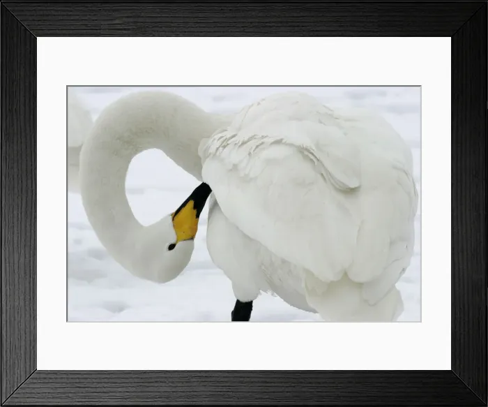 Framed Print : Whooper Swan - preening, using oil gland Lake Kushiro, Hokkaido, Japan Framed Print : Whooper Swan - preening, using oil gland Lake Kushiro, Hokkaido, Japan
