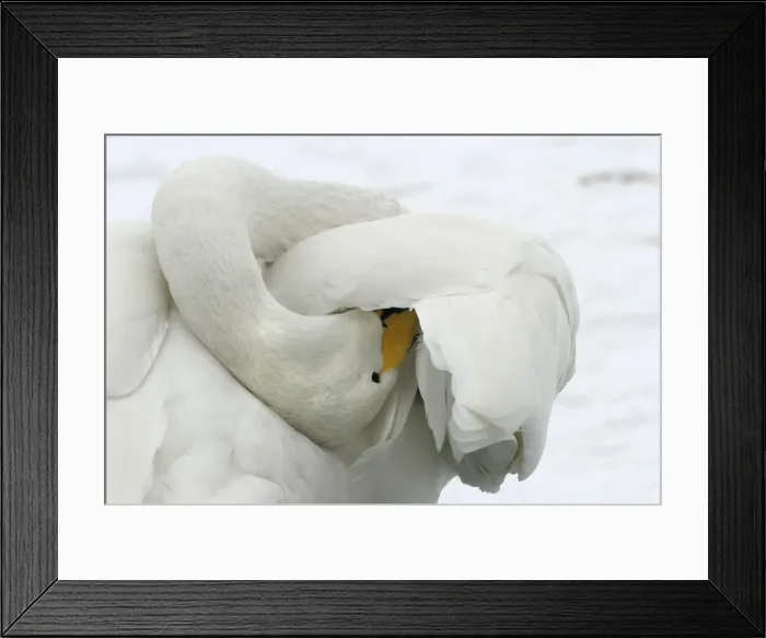 Framed Print : Whooper Swan - preening, using oil gland Lake Kushiro, Hokkaido, Japan Framed Print : Whooper Swan - preening, using oil gland Lake Kushiro, Hokkaido, Japan