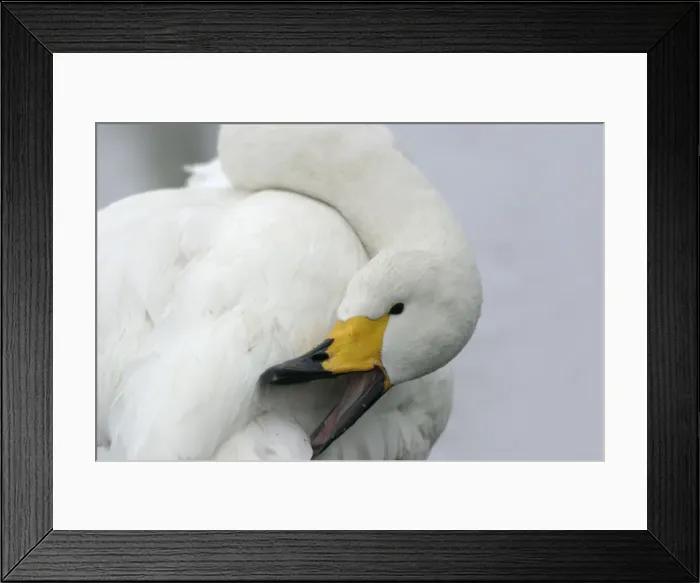 Framed Print : Whooper Swan - preening, using oil gland Lake Kushiro, Hokkaido, Japan Framed Print : Whooper Swan - preening, using oil gland Lake Kushiro, Hokkaido, Japan