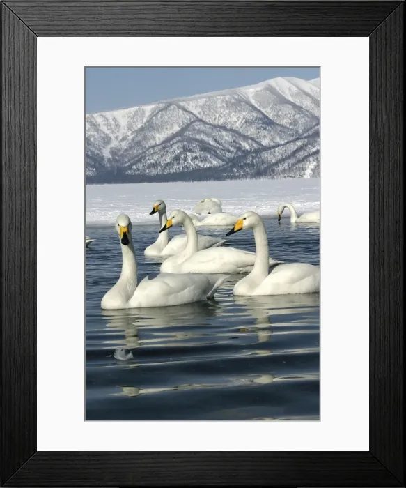 Framed Print : Whooper Swan - group on lake Lake Kushiro, Hokkaido, Japan Framed Print : Whooper Swan - group on lake Lake Kushiro, Hokkaido, Japan