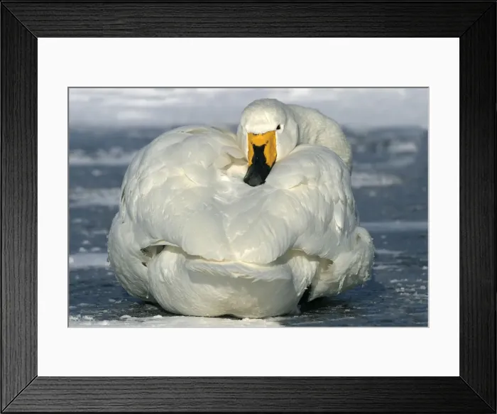 Framed Print : Whooper Swan - resting Lake Kushiro, Hokkaido, Japan Framed Print : Whooper Swan - resting Lake Kushiro, Hokkaido, Japan