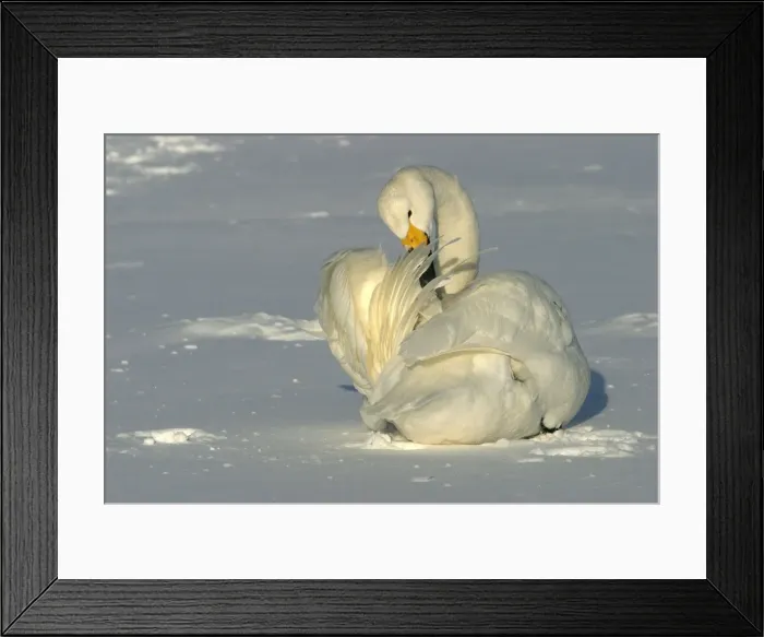 Framed Print : Whooper Swan - preening, using oil gland Lake Kushiro, Hokkaido, Japan Framed Print : Whooper Swan - preening, using oil gland Lake Kushiro, Hokkaido, Japan